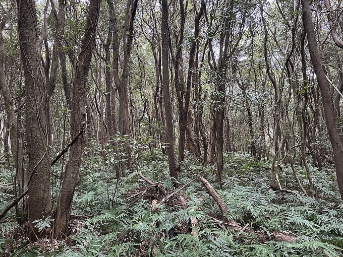 Jeju Gotjawal Provincial Park